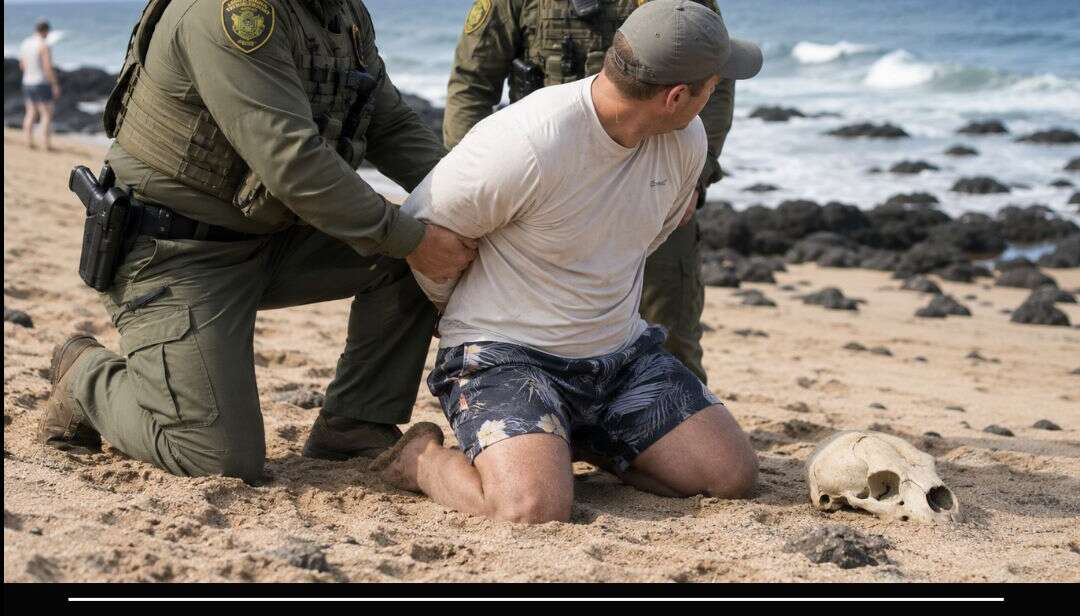 Hawaii Monk Seal's
